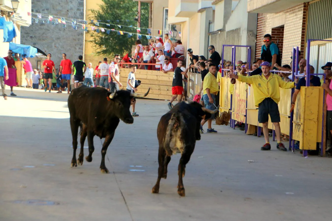 La localidad palentina despide sus fiestas con la última suelta taurina, que ha transcurrido sin incidentes y con numerosos aficionados