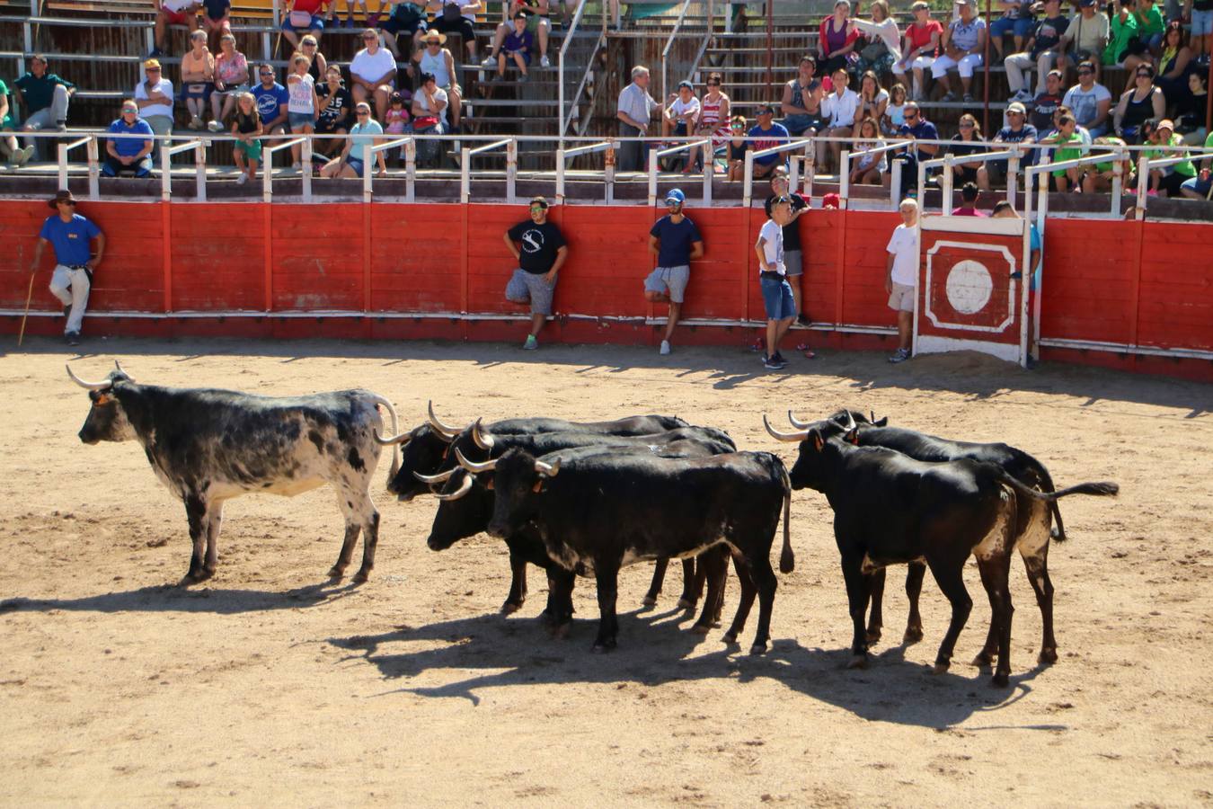 La localidad palentina despide sus fiestas con la última suelta taurina, que ha transcurrido sin incidentes y con numerosos aficionados