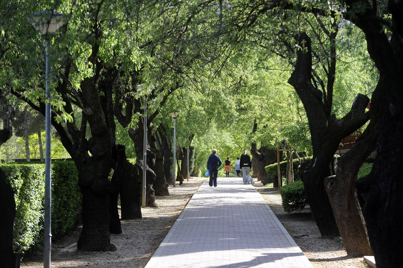 Paseo de los Almendros, en Parquesol.