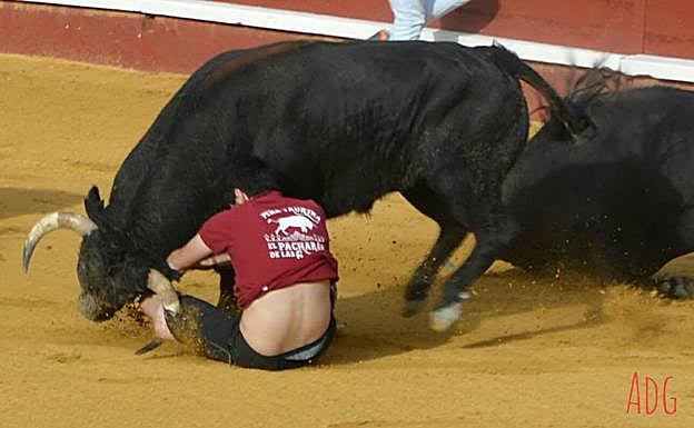 El novillo cornea a un joven de la peña soriana El Pacharán de las 6. 