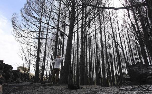 Un vecino de Navalosa observa la devastación causada por el fuego.