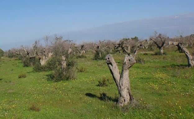 La región italiana de Apulia ha perdido una gran cantidad de sus olivos, devorados por la ‘Xylella fastidiosa’.