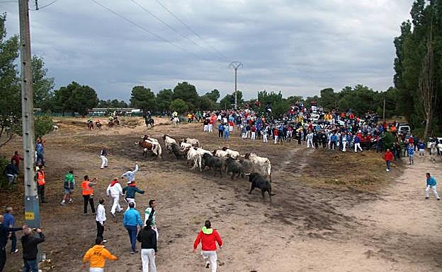 Imagen principal - Arriba, salida del segundo encierro de los corrales del cega; abajo izquierda, descanso de toros y cabestros en el campo; recorrido por el pinar.