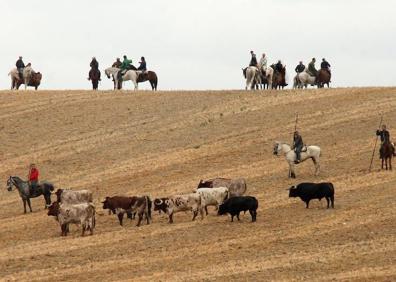 Imagen secundaria 1 - Arriba, salida del segundo encierro de los corrales del cega; abajo izquierda, descanso de toros y cabestros en el campo; recorrido por el pinar.