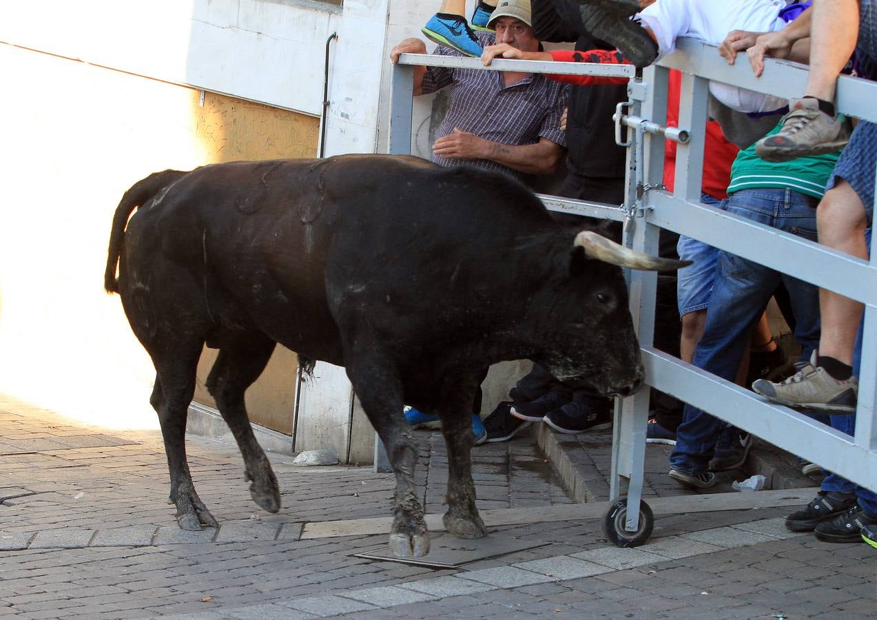Los toros de la ganadería de Lagunajanada, protagonizaron momentos emocionantes y peligrosos en las calles, al entrar toda la manada disgregada