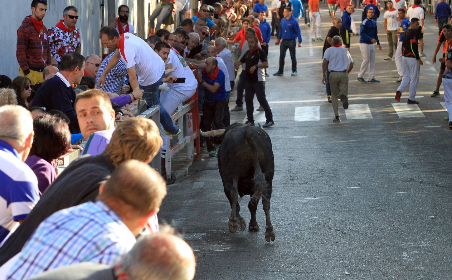 Los toros de la ganadería de Lagunajanada, protagonizaron momentos emocionantes y peligrosos en las calles, al entrar toda la manada disgregada