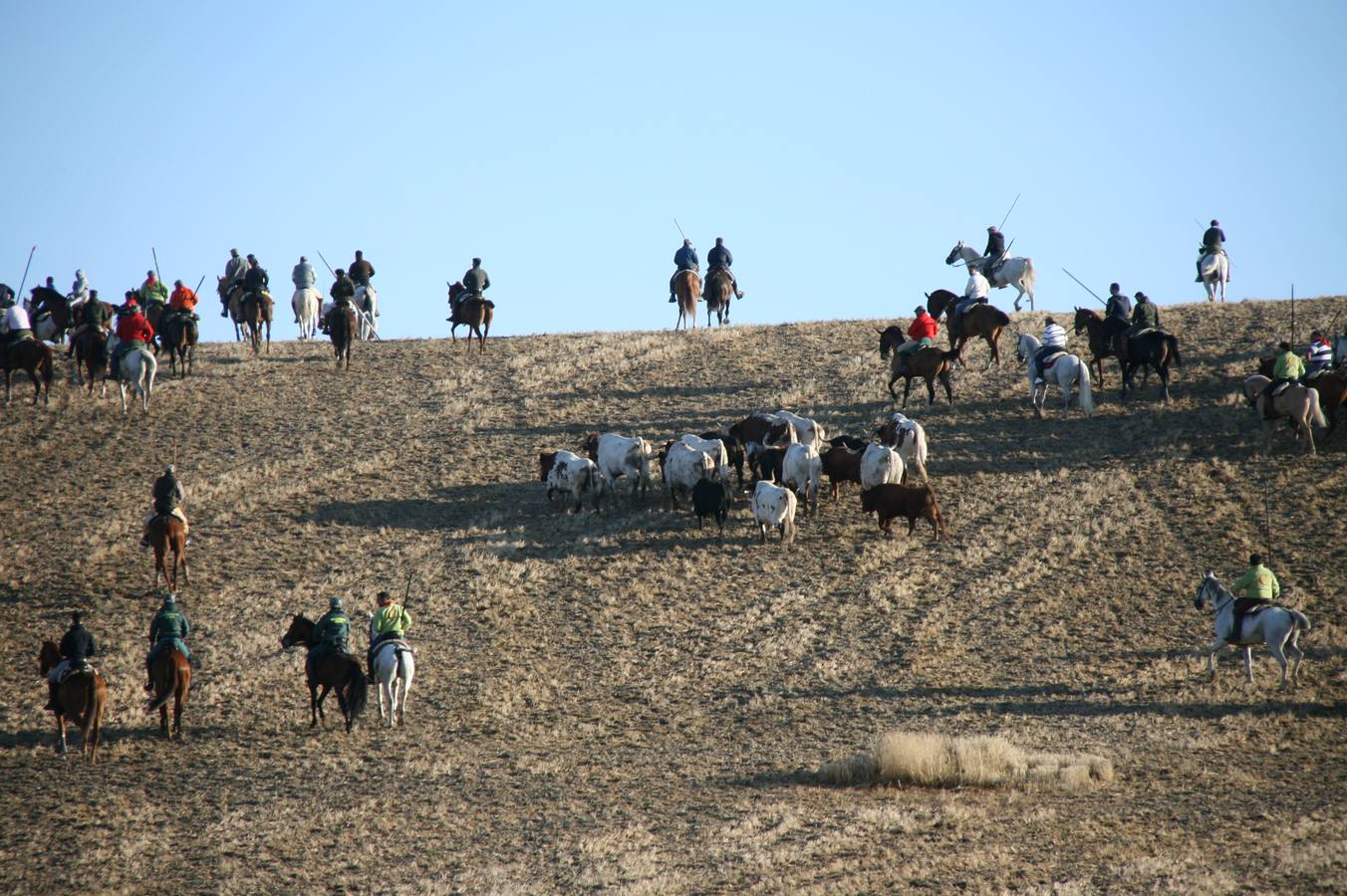 Los primeros novillos entraron en el coso taurino tras un recorrido de apenas dos minutos