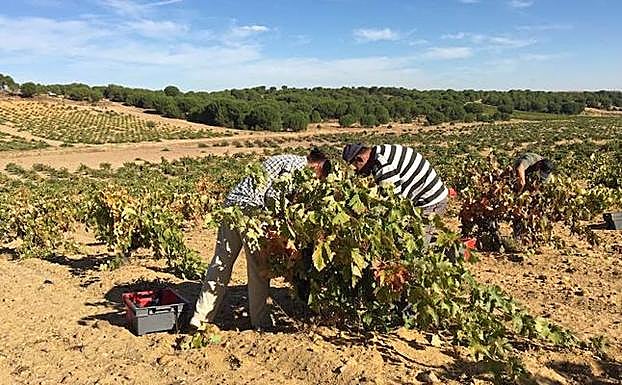 Vendimia en la Denominación de Origen Toro. 