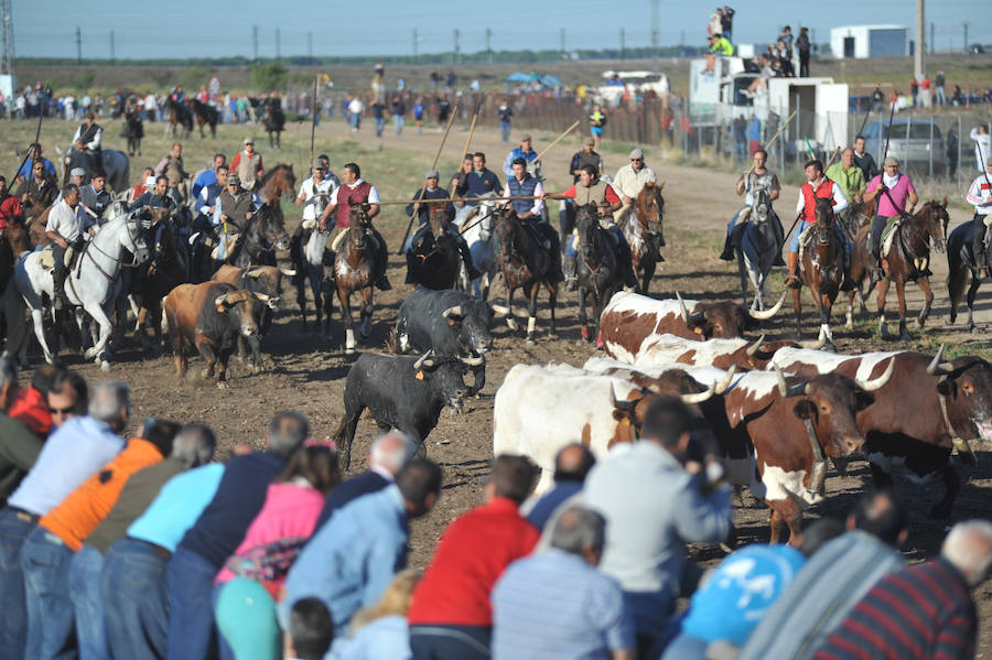 Segundo encierro de las fiestas de Medina del Campo