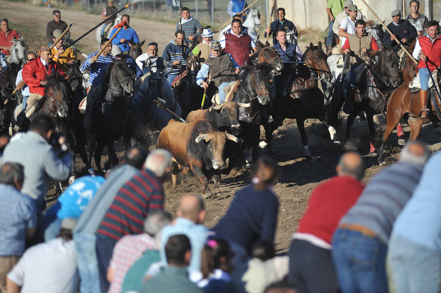 Segundo encierro de las fiestas de Medina del Campo