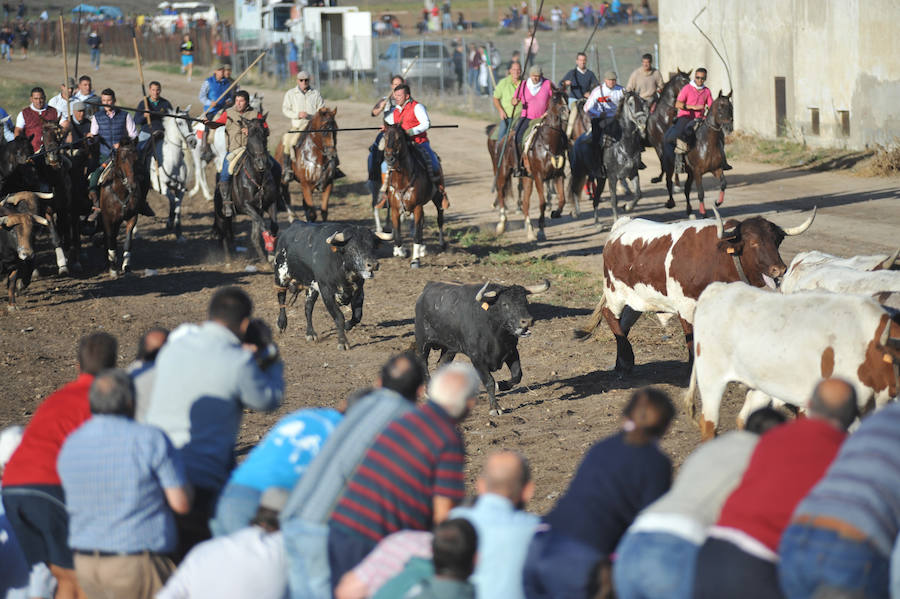 Segundo encierro de las fiestas de Medina del Campo