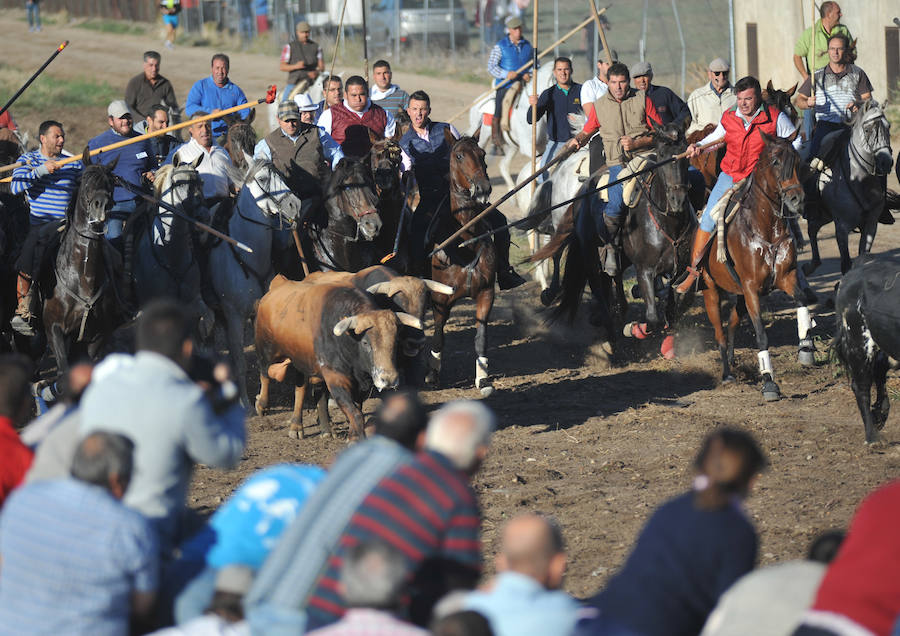 Segundo encierro de las fiestas de Medina del Campo