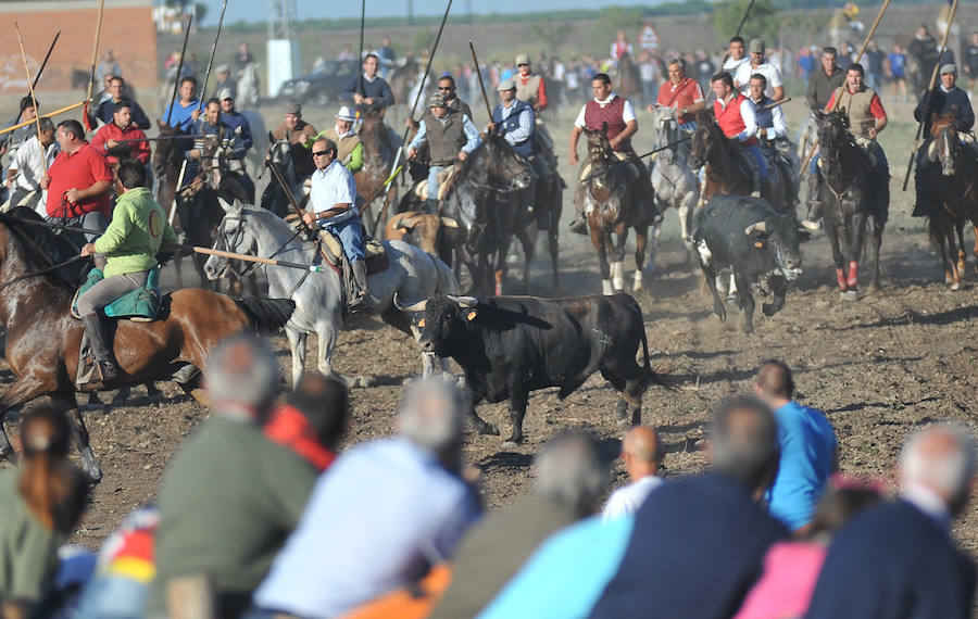 Segundo encierro de las fiestas de Medina del Campo