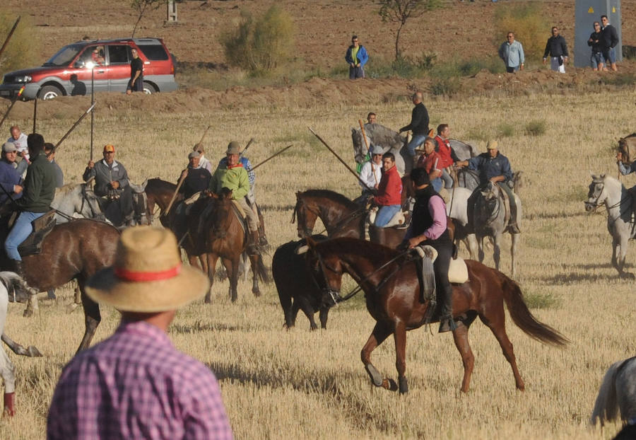 Segundo encierro de las fiestas de Medina del Campo