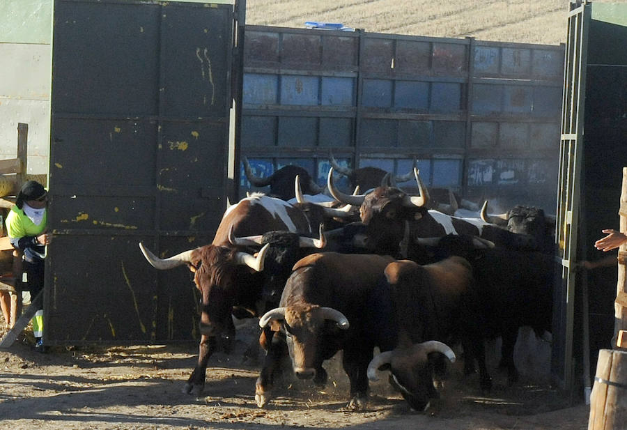 Segundo encierro de las fiestas de Medina del Campo