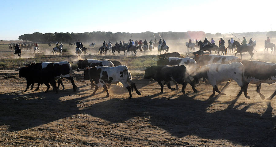 Segundo encierro de las fiestas de Medina del Campo
