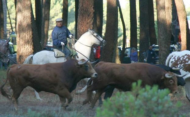 Reses de la ganadería Yerbabuena, en el recorrido del campo. 