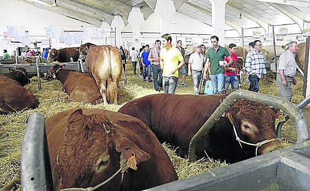 Ganadería expuesta en la feria Salamaq en una anterior edición. 