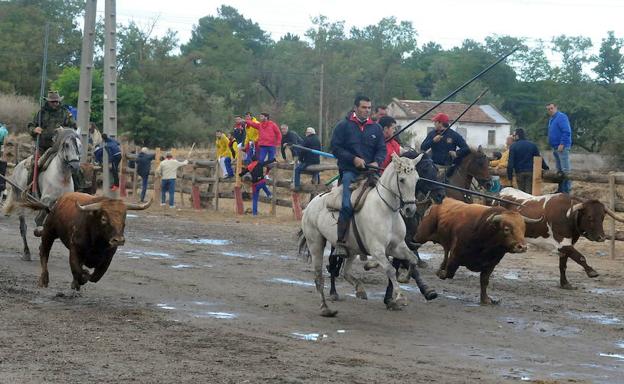 Encierro campero en el acceso al pueblo de Tordesillas. :: F. J.