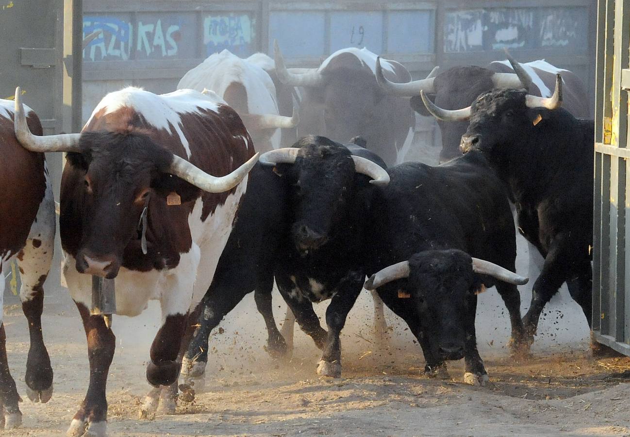 La suelta que se caracterizo por su rapidez y no contó con incidentes reseñables