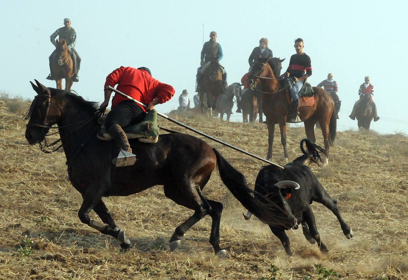 La suelta que se caracterizo por su rapidez y no contó con incidentes reseñables