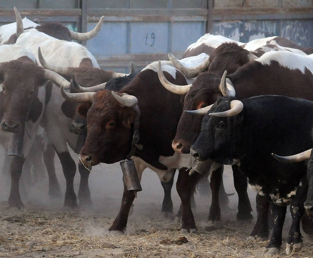 La suelta que se caracterizo por su rapidez y no contó con incidentes reseñables