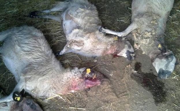 Ovejas muertas en ataques de lobo en Fresnadillo de Sayago. 