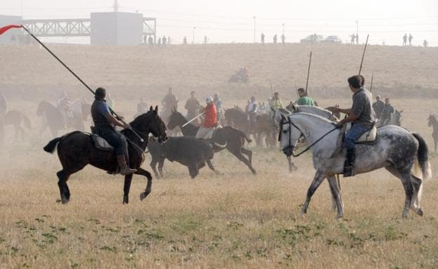 El último encierro de las Fiestas Patronales de San Antolín