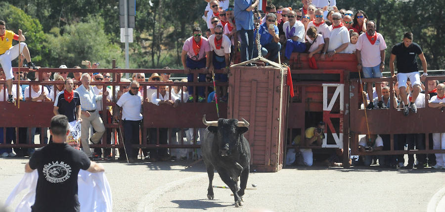 Toro del Cajón en Tordesillas
