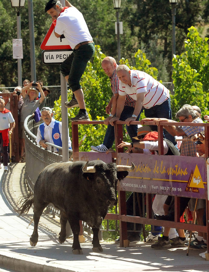 Toro del Cajón en Tordesillas
