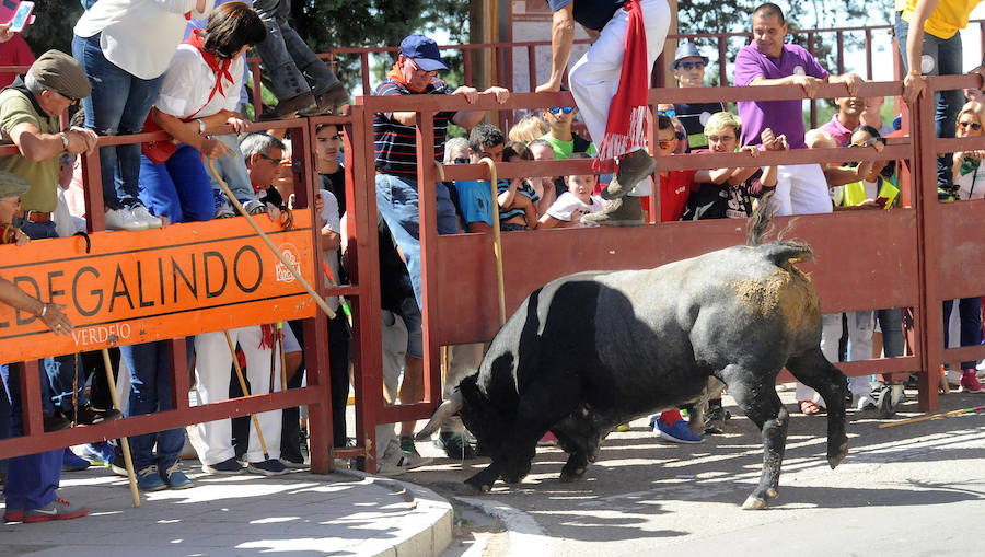 Toro del Cajón en Tordesillas
