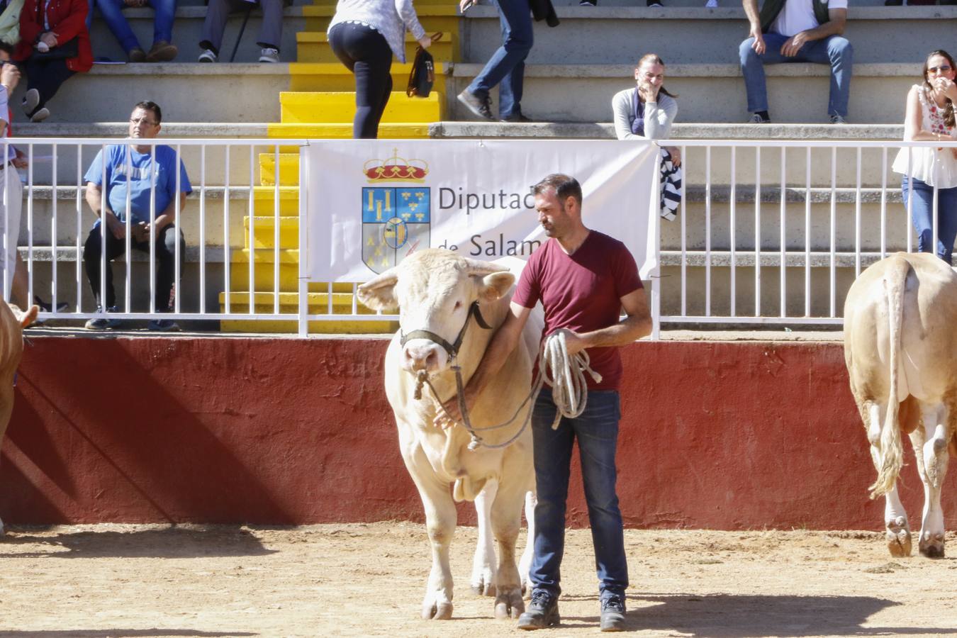 El precio más elevado ha sido de 7.200 euros para un macho limusín, Levi’s, de una ganadería extremeña