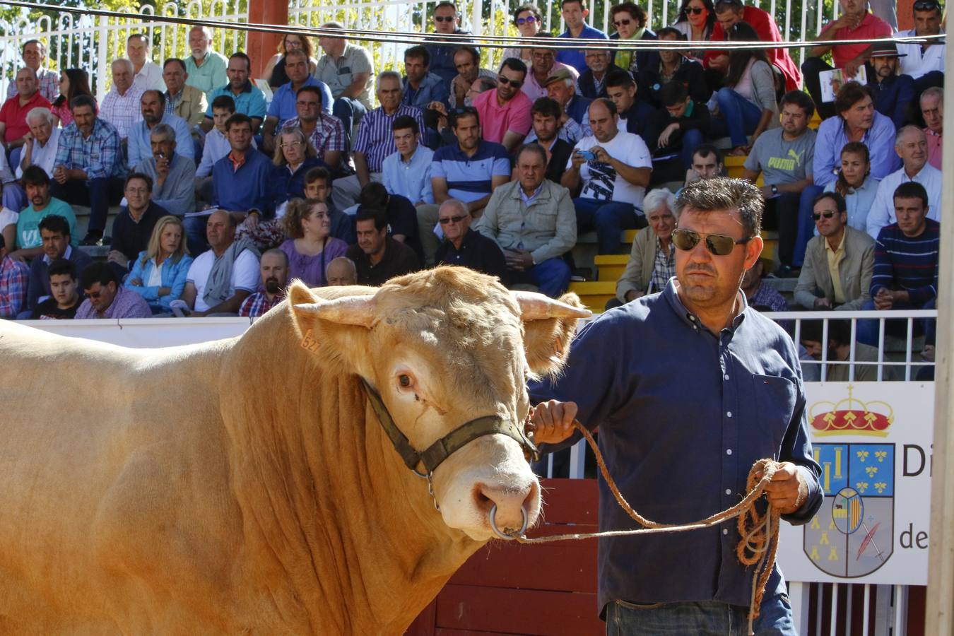 El precio más elevado ha sido de 7.200 euros para un macho limusín, Levi’s, de una ganadería extremeña