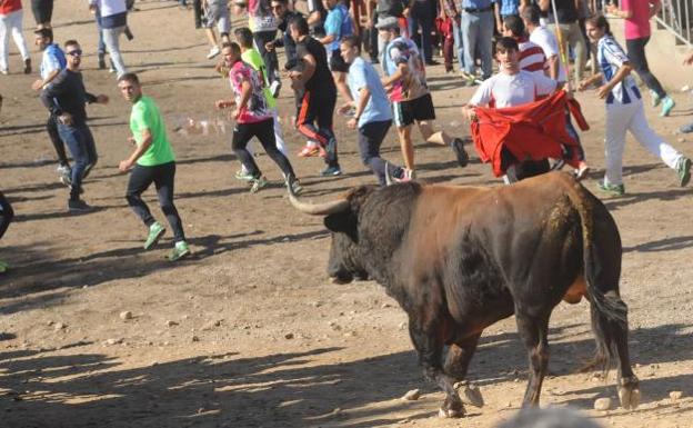 El toro 'Príncipe', durante el encierro.