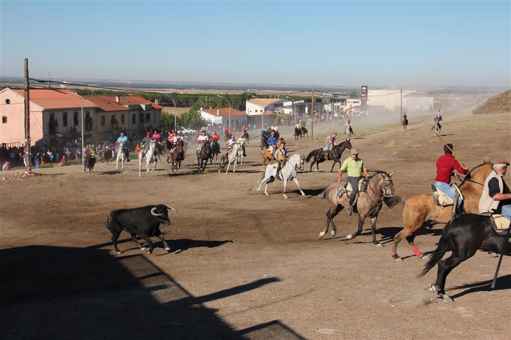 Segundo encierro de las fiestas de Arrabal de Portillo (Valladolid)