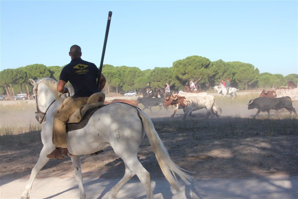 Segundo encierro de las fiestas de Arrabal de Portillo (Valladolid)