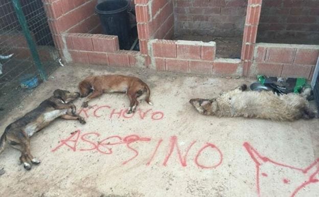 Matan en León a tres perros del último lancero del Toro de la Vega | El  Norte de Castilla
