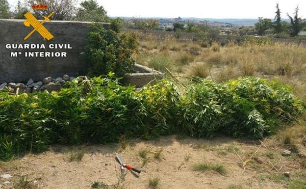 Incautan 90 kilos de marihuana en varios pueblos de Ávila