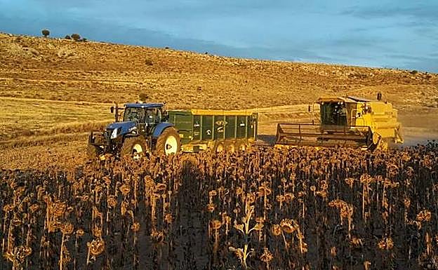 La cosecha de girasol arrancará en Soria a primeros de octubre si no caen antes fuertes heladas