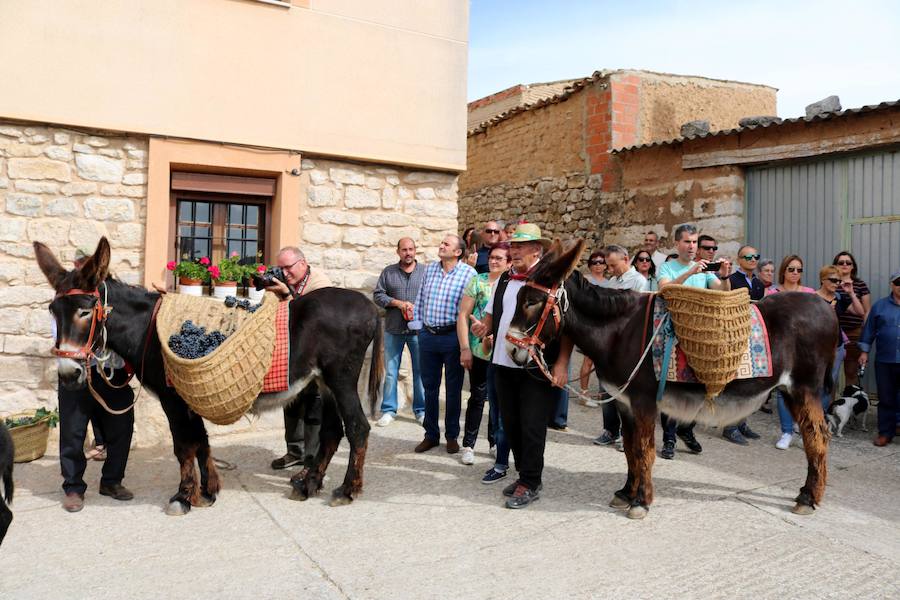 XX Fiesta de la Vendimia del Arlanza en Valdecañas de Cerrato (1/3)