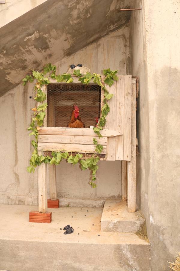 XX Fiesta de la Vendimia del Arlanza en Valdecañas de Cerrato (3/3)