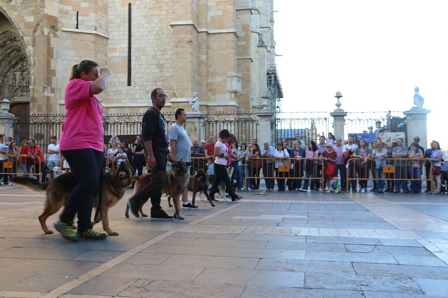 Exhibición canina a los pies de la Catedral