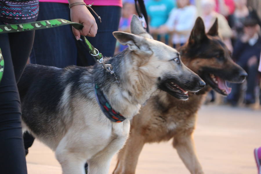 Exhibición canina a los pies de la Catedral