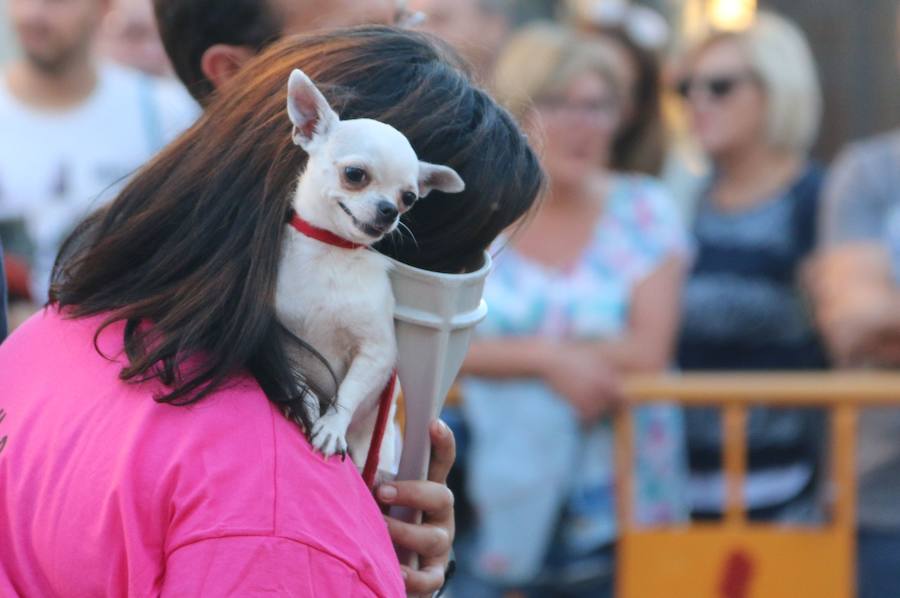 Exhibición canina a los pies de la Catedral