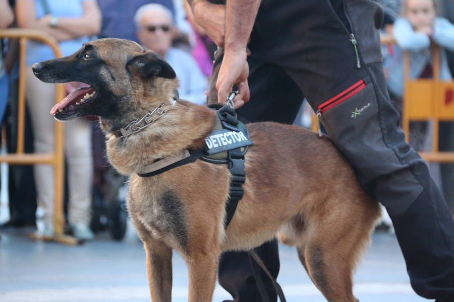 Exhibición canina a los pies de la Catedral