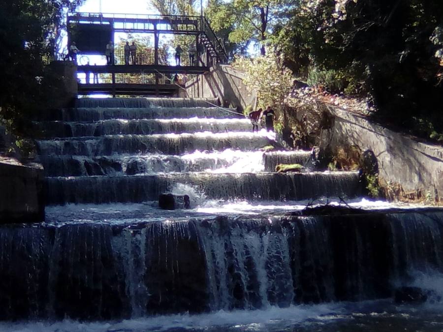 Voluntarios de Los Amigos del Pisuerga se encontraron desde colchones hasta ruedas y capazos de bebé durante las tareas
