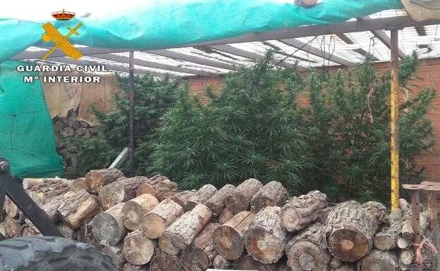 Incautan 11 plantas de 90 kilos de marihuana en Ávila