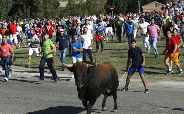 Desestimado el recurso de Tordesillas contra la Junta por el Toro de la Vega