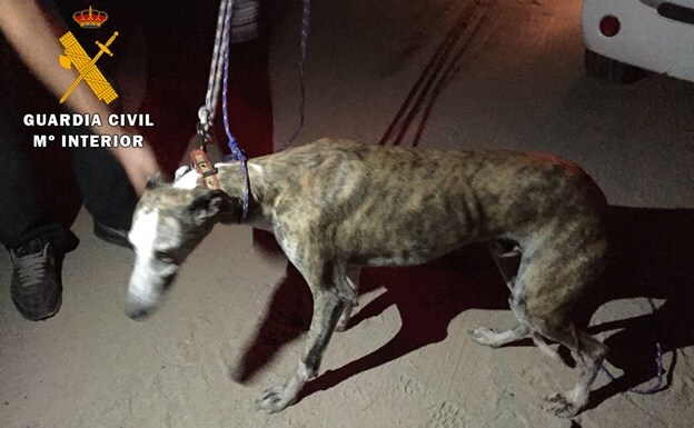 Buscan al dueño de un galgo rescatado en Horcajo de las Torres