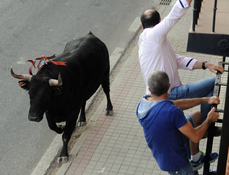 Toro en cajón en la Fiesta de la Vendimia de Rueda